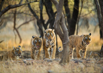 Explore Ranthambore National Park: A Wildlife Paradise