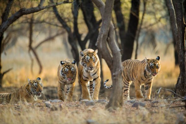Explore Ranthambore National Park: A Wildlife Paradise