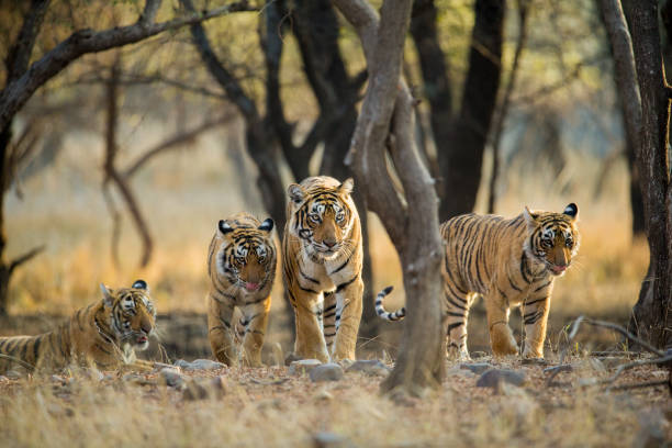 Ranthambore National Park