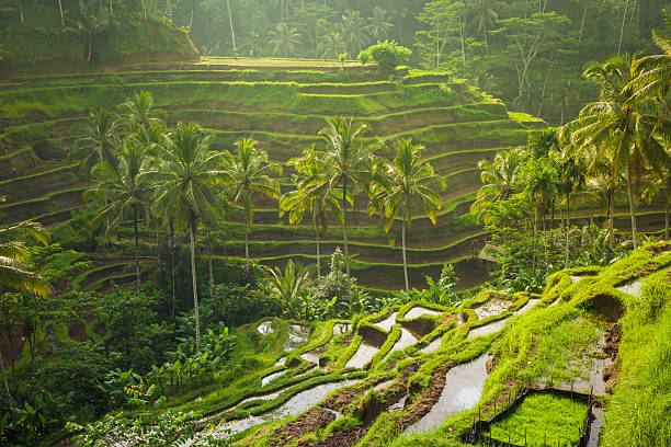 Tegallalang Rice Terraces