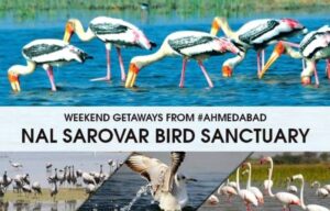 Bird Sanctuary