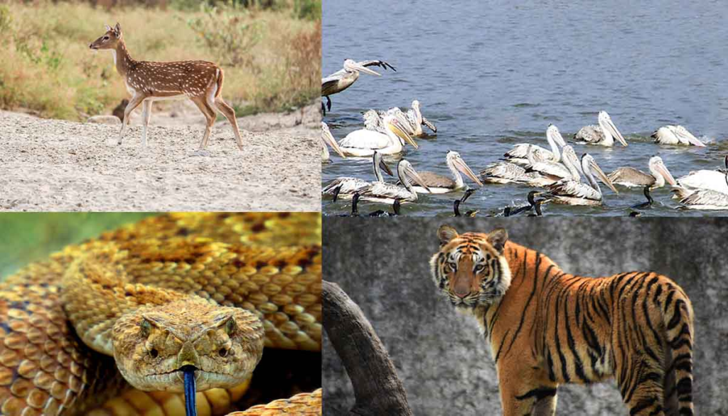 Kaziranga National Park